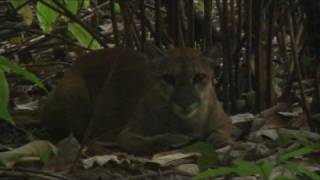 Puma, National park Corcovado, Costa Rica