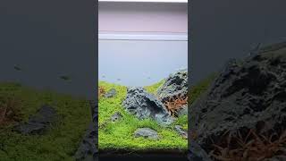 ZEN STYLE PLANTED AQUARIUM | IWAGUMI #fishtank #aquascaping #aquariumhobby