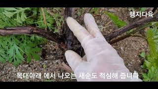 머루크게 키우기 순치기 해 주세요  🍇  pruning mulberry tree