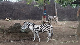 Batu secret zoo - jawa timur park 2 - PART 2