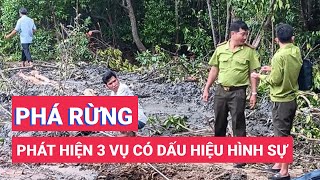 Phát hiện 3 vụ phá rừng có dấu hiệu hình sự