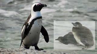 From Boulders Beach to the Wild Coast: African Penguin Adventures | All about African Penguin