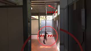 HOW IS THIS POSSIBLE? #animals #jungle #snake #prey #venom2 #venom #viralvideo #tiktok #shorts