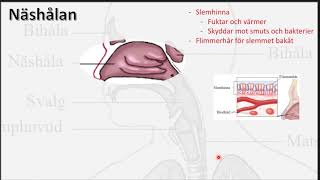 Andningsvägarna