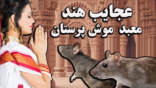 کشور هند : معبدی که موش ها را می پرستند