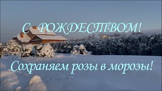 С РОЖДЕСТВОМ! Сохраняем розы в морозы!. Питомник растений Е. Иващенко