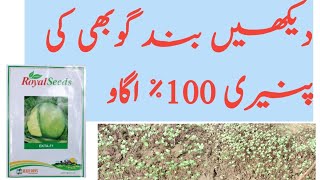 Germination of cabbage 100%|Hybrid Vareity Ekta|Haji Sons|