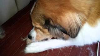 Dog playing with a ball made of his own fur.