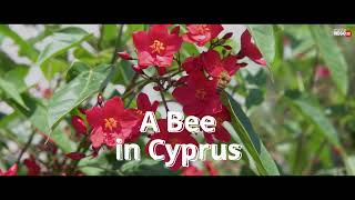 A Bee In Cyprus - medianego