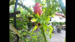 Growing dragon Fruit at home in Thailand in Concrete pipes