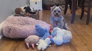 Rylies afternoon Fun!#yorkies #viralvideo #cute #Rylie