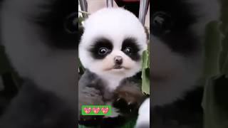 Cute  Panda baby 🐼 🥰