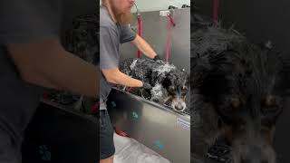 Gracie is a sweet girl 🐾 #australianshepherd #australiancattledog #blueheeler #dogbath #tutorial