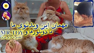 دوبلورها و گربه های ایرانی MR . TOY