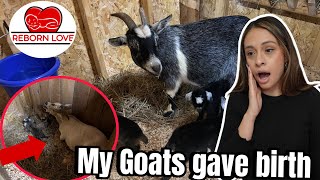 My Goats gave birth on the same day! 6 new baby goats are born Reborn Love Vlogs