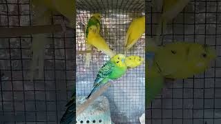 Fat Budgie Parrot, Parakeet (Budgerigar) Parrot Birds