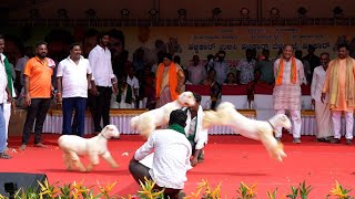 Bandur breed sheep excellent stunt performance