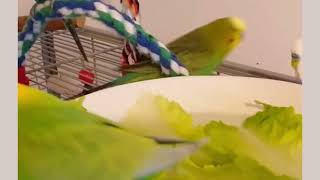 Watch These Adorable Birds Take the Cutest Baths Ever! #birds #viral #parakeet #parrot #shorts