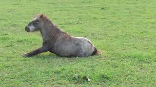 Miniature Horses Graze and Love to Roll