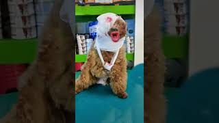 Dog pesint must funny video #ytviral #dog #doglover #dogshorts #shortsfeed #shortvideo #animals