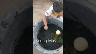 keong sawah bukan keong racun #shortvideo #fypシ #maenanyubii #keongracun #keong #karawanghits