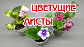 Удалять ли цветоносы, которые выросли вместо деток? | Советы по уходу за фиалками | Мои фиалки #33