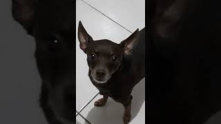 🐕🐕🐕#pinscher #pets #cachorro #dogs @CeliaLima