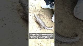 A Chinese #pangolin rescued in Kamjong district #Manipur was safely released back into the wild.