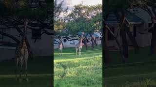 Giraffe outside our rented house.#southafrica