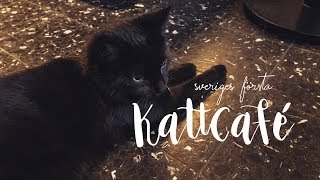 Jag och syrran besöker Sveriges första kattcafé! 😭💕 | Java Whiskers