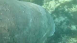 2009 Manatee Trip