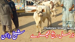 Normal Range Bull's & Cholistani Small Calves|