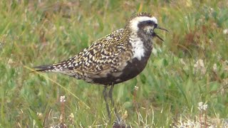 American Golden-Plover! | Spot