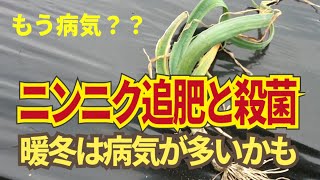 ニンニクの追肥と殺菌。暖冬は春先のニンニクに病気が怖いです。窒素控えめの追肥と予防殺菌やらなければ危ないです！　1/28