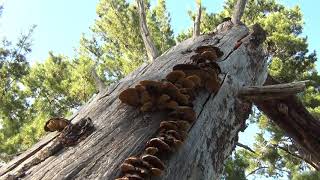 DEEPER INTO THE FOREST DEFOLIATED SICK & DEAD TREES