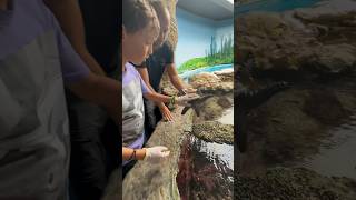 Touching a Starfish in New Caledonia (see description) #shorts #starfish #seastar #aquarium #noumea