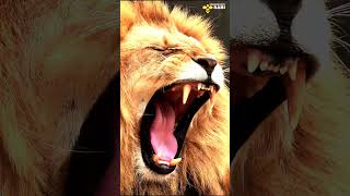 King of the Jungle - Lion | Discover with Sabi