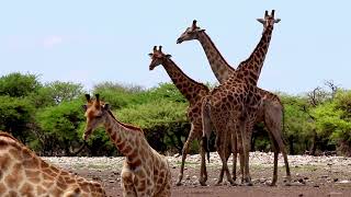 life of giraffe (the tallest wild animal)wildlife of giraffe #animals #wildanimals #giraffe