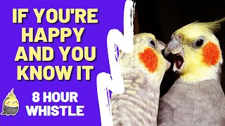 IF YOU'RE HAPPY AND YOU KNOW IT 8 HOUR WHISTLE PRACTICE FOR BIRDS - Whistling Songs For Cockatiels