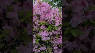 Get Tons of Azalea Blooms #gardening