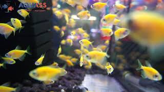 🐠Aquass - Тернеция Глофиш желтая (Gymnocorymbus Ternetzi glofish yellow)