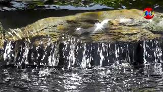 A Flow of Water - THE NATURE