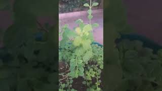 FRESH ITALIAN OREGANO FROM POT