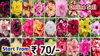 ₹ 70 each grafted adenium plant online sell very cheap price