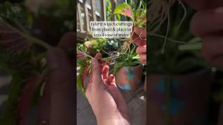 How to propagate coleus (PartyTime™ Pink Berry)