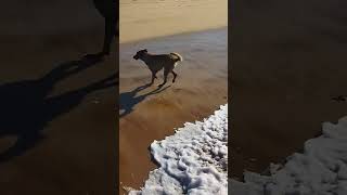 #dog running from #waves #shorts #short