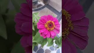 #beautiful #flower #plants #viral #short