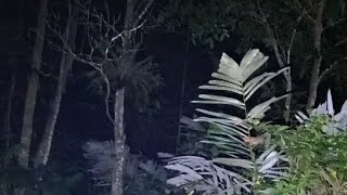 explore nekat uji nyali masuk ke kawasan sarang lampor jam 2 malam😱😱