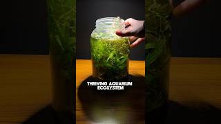 Thriving aquarium ecosystem jar