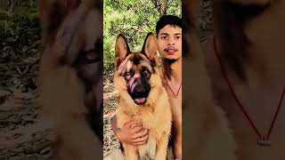 German shepherd dog with their owner #viral #trending #music #youtubeshorts #shorts #short